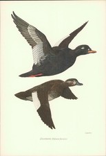 Kunstdruck - Offsetdruck. Karl Grossmann: SAMTENTE - Oidemia fusca (Linné) Farbo comprar usado Kunstdruck - Offsetdruck. Karl Grossmann: SAMTENTE - Oidemia fusca (Linné) Farbo comprar usado  Enviando para Brazil