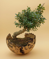 Bonsai ans buis d'occasion  France