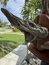fiberglass shark for sale fiberglass shark for sale Boca Raton