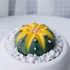 Desk plant house for sale  WALSALL