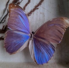 Papillons entomologie bel d'occasion  Huelgoat