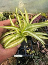 hanging spider plant for sale hanging spider plant for sale Crosby