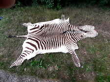 zebrafell teppich gebraucht kaufen zebrafell teppich gebraucht kaufen Blieskastel