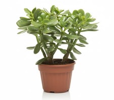 Crassula ovata pianta usato  Bella
