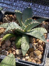 Agave frosty crystal for sale  New Braunfels