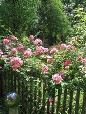 Unrooted cuttings true for sale  Dunn