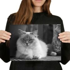 Ragdoll cat kitten for sale  SELBY