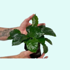 Anubias barteri large for sale  Forney
