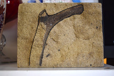 Large fossil bone for sale  LEEDS