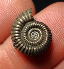 Crucilobiceras pyrite ammonite for sale  BRISTOL