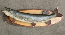 Vtg real fish for sale  Elk Grove Village