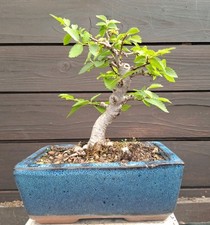 Bonsai shohin zelkowe gebraucht kaufen  Gelsenkirchen