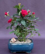 Rose bonsai mini for sale  Patchogue