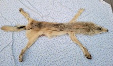 Tanned alaskan wolf for sale  Baker City