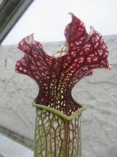 Sarracenia moorei jsh288 for sale  GRAVESEND