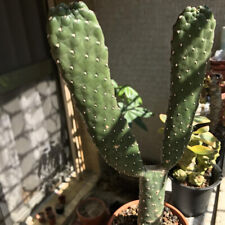 Taglio consolea rubescens usato  Trappeto