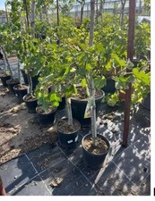 Feigenbaum feige 100 gebraucht kaufen  Ludwigsburg