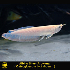 Albino silver arowana for sale  Nanuet