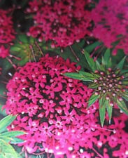 Crucianelle red ping d'occasion  Metz-