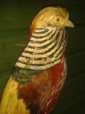 Golden pheasant exotic for sale  UK