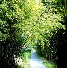phyllostachys nigra gebraucht kaufen phyllostachys nigra gebraucht kaufen Heinsberg