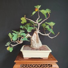 Bonsai esemplare fico usato  San Pancrazio Salentino