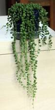 Senecio rowleyanus string for sale  SKELMERSDALE