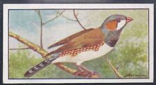 Hyde cage birds for sale  COLNE