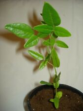 Bolusanthus speciosus tree for sale  MARCH