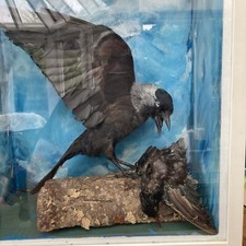 Jackdaw taxidermy for sale  LONDON