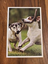 Alte hundepostkarte spielende gebraucht kaufen  Borna