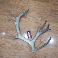 Caribou antler mule for sale  Lehi