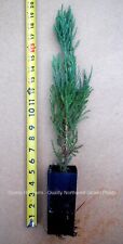 Giant sequoia trees for sale  Albany