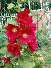 Semi malvarosa alcea usato  Vicenza