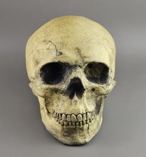 Human skull life for sale  NOTTINGHAM