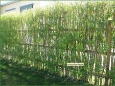 100 willow cuttings for sale  COLCHESTER