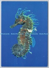 D322118 seahorse. hippocampus for sale  WARLINGHAM