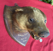 1910 antique taxidermy for sale  HEREFORD
