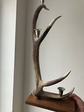 Scottish stag horn for sale  FLEET