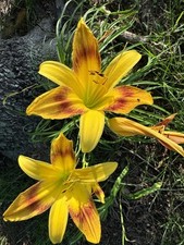 Yellow orange day for sale  Mansfield