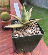 Aloe corduroy healthy for sale  Austin