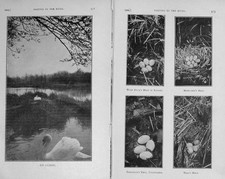 Old antique print for sale  UK