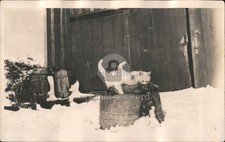 RPPC gatos brancos brincando neve construção de madeira foto real cartão postal PC antigo comprar usado  Enviando para Brazil