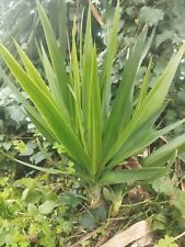 Pianta yucca usato  Casapesenna