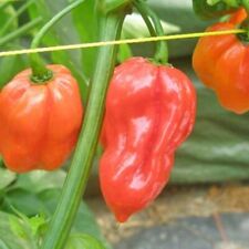 SEMENTES DE PIMENTA VERMELHA HABANERO - GARANTIA DE SEMENTES ABERTAS POLINIZADAS 🌱, usado comprar usado  Enviando para Brazil
