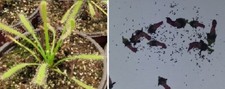 Semi drosera capensis usato  Grumo Appula