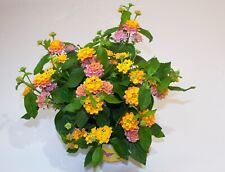 Wandelröschen mango gelb gebraucht kaufen  Straelen