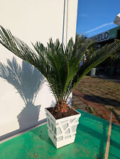 Cycas revoluta 70cm gebraucht kaufen  Nordkirchen