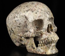 Skullis 5.0 crinoid for sale  USA