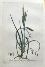 Usado, HEATH SEDGE Carex Recurva  Baxter Antique Engraved Botanical Grass Print 1841 comprar usado  Enviando para Brazil